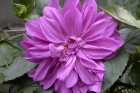 Purple Dahlia